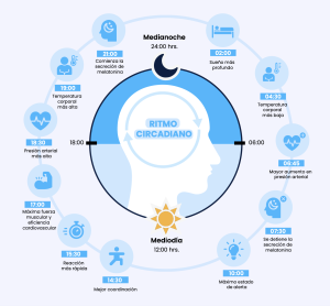 Ilustraci&oacute;n del ciclo circadiano