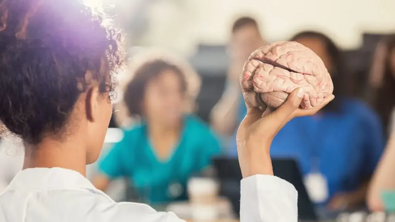Neurogénesis: Qué es, etapas y sus factores